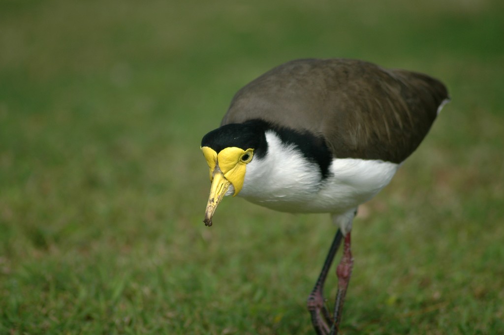 Masked Lapwing